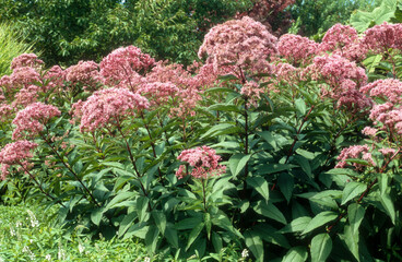 Eupatoire, Eupatoire fistuleuse, Eupatorium fistulosum Atropurpureum