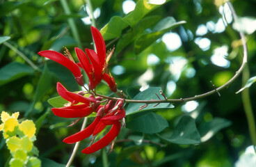 Erythrine herbacée, Erythrine de Caroline,