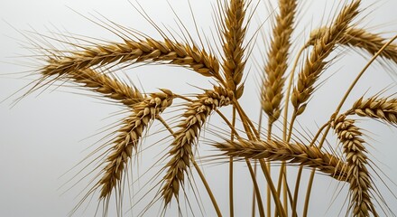 Close Up of Ripe Golden Wheat Stalks with Grain Heads on White Background Highlighting Agricultural Harvest and Symbolizing Nature
