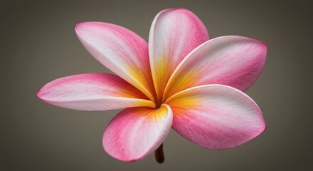 Close Up Plumeria Rubra Flower Showcasing Pink and White Petals with Yellow Center in Detailed Floral Blossom Against Neutral Background