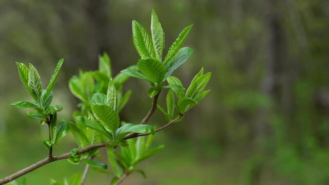 Medlar, leafing in natural ambient, spring (Mespilus germanica) - (4K)
