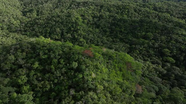 Yambaru Forest &ndash; Aerial Journey through a World Natural Heritage Site