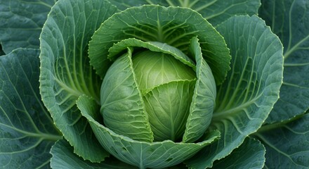 Fototapeta premium Detailed Close Up of Cabbage Head with Leaf Layers and Head Formation Green Vegetable Plant Featuring Organic Texture and Farm Fresh Detail For Cook Book Illustration and Decoration