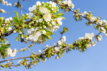 Branches of blooming cherry tree with white flowers and green leaves against blue sky. Close-up spring nature photography. Cherry blossom and seasonal gardening concept. Springtime holidays. Design fo