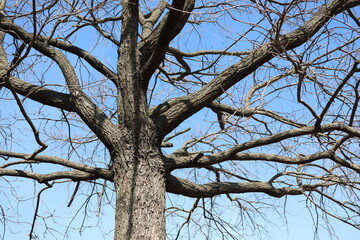 The Intriguing Branching Structure of a Leafless Tree Framed Against a Clear Blue Sky