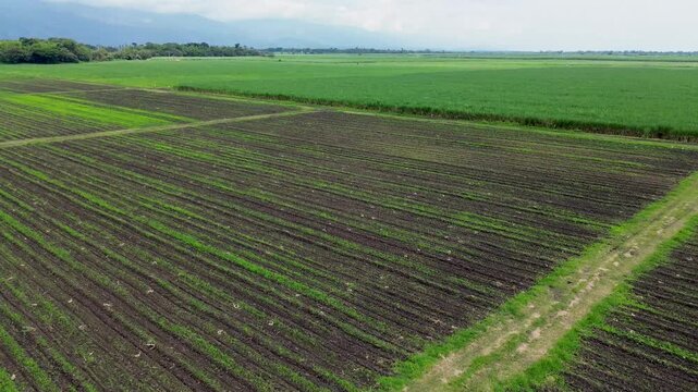 Expansive sugarcane plantation in rural area vast farmland, drone. High quality 4k footage