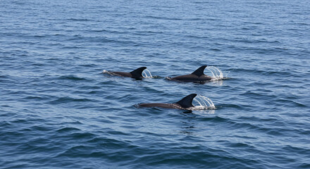 Fototapeta premium Dolphins Swimming in Open Ocean with Water Splashing
