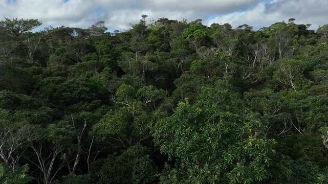Drone Exploration of Yambaru &ndash; Okinawa&rsquo;s Natural World Heritage