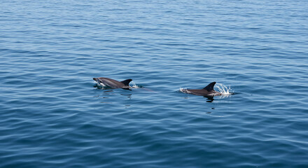 Fototapeta premium Dolphins Swimming in Blue Ocean Water Surface