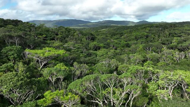 Above Yambaru &ndash; The Heart of Okinawa&rsquo;s World Heritage Nature