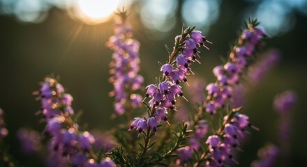 Fototapeta premium Heather Erica Cinerea Exhibiting Purple Flower Clusters in Golden Sunlight Captured in Close Up Details Creating a Beautiful Natural Scene During Early Evening Hours