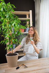 Young woman taking care of her houseplants, watering and spraying a ficus tree with a spray bottle,...