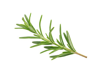 Fototapeta premium Rosemary sprig, vibrant green