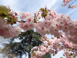 Pink spring blossom 