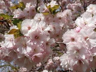 Pink spring blossom 