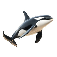 Fototapeta premium Striking Orca Whale, Isolated Against Transference Background