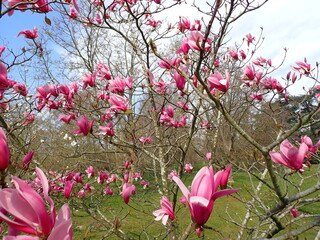 Pink magnolia flowers in the spring 