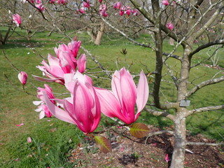 Pink magnolia flowers in the spring 