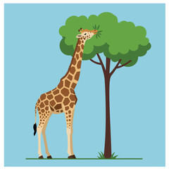 Obraz premium Giraffe feeding on tree leaves in natural habitat with blue sky background vector illustration 