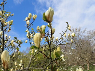 Citrus yellow magnolia flowers