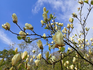 Citrus yellow magnolia flowers