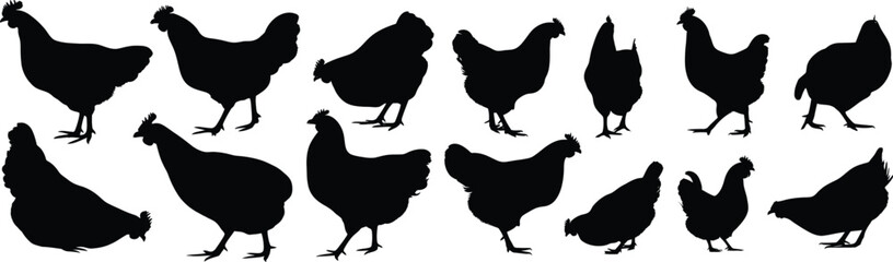Collection of chicken silhouettes on a white background