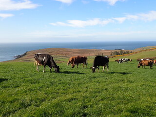 herd of cows grazing by the sea