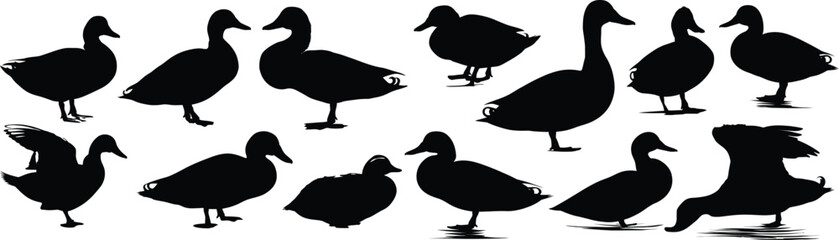 Collection of duck silhouettes against white backdrop