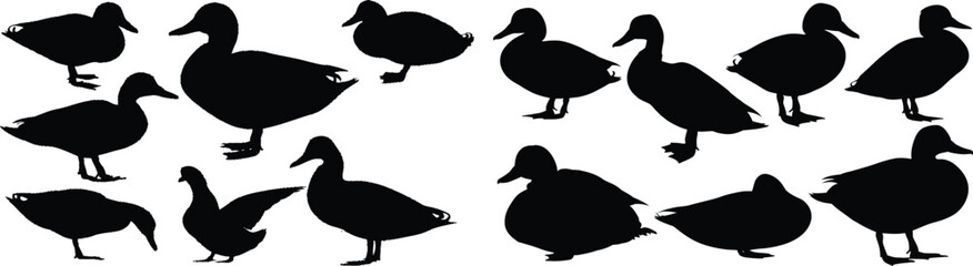 Silhouette depictions of various duck positions group