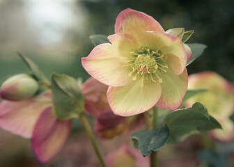 Softly colored hellebore flowers display elegant petals in a garden during the spring season. The delicate blooms blend shades of yellow and pink, creating a serene atmosphere.