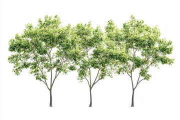 Obraz premium Row of three vibrant green trees against a pure white background. Full, lush foliage displays healthy growth and life. Ideal for graphic design and illustration projects