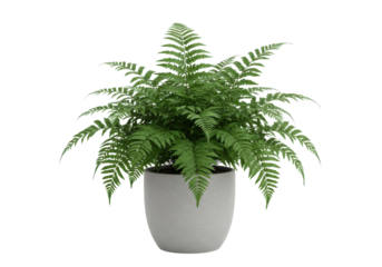 Potted fern plant, lush green