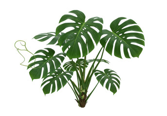 Obraz premium Lush Monstera plant with intricate leaves