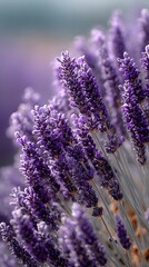 Detailed Lavender Bunch Closeup, Purple Petals And Green Stems, Floral Background