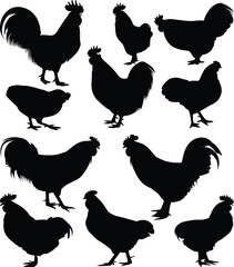 Collection of rooster silhouettes on white background