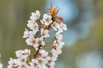 Close-up of dense cherry blossoms in soft hues, green foliage contrast, out-of-focus natural backdrop, soft lighting, no texts, realistic style with attention to detail, upwards perspective