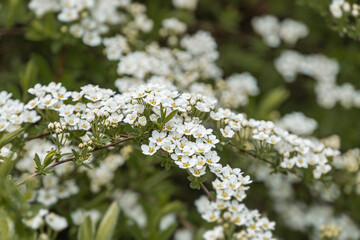 Close-up shot of a white flower with yellow center, blooming on green-leaved branch, shallow depth of field, bokeh effect, soft lighting