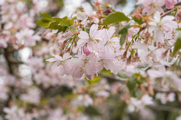 Close-up of pink blossoms on tree canopy, soft color petals, overcast day, muted lighting, shallow...