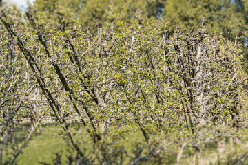 Lush apple orchard landscape at dusk, vibrant green leaves and small apples on branches