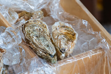Freshly harvested oysters on ice, natural state with sediment or algae, indoor setting, artificial light, pale to dark hued shells, realistic style, straightforward perspective