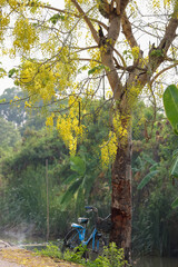 The old blue bike stop under yellow flower tree near river