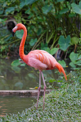 Pink flamingo standing in the zoo