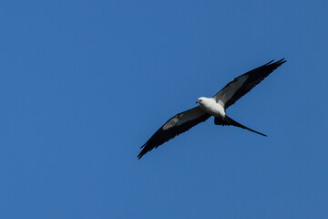Swallow-tailed kite (Elanoides forficatus) flying over southwest Florida