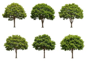 Nine trees in a grid