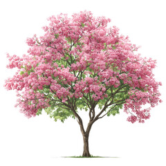 A breathtaking pink flowering tree in full bloom, a vibrant explosion of spring's gentle beauty, rendered with delicate brushstrokes against a clean white background.