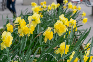 group of yellow daffodils growing in an urban setting. The flowers are in full bloom, and in the background you can see blurred silhouettes of passers-by and bicycles