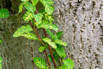 ivy on a tree