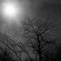 Silhouetted early spring tree branches reach for the sun in a grey clouded sky.