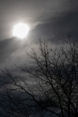 Silhouetted early spring tree branches reach for the sun in a grey clouded sky.