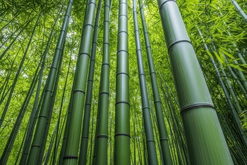 Tall bamboo stalks reaching towards a vibrant green canopy above.